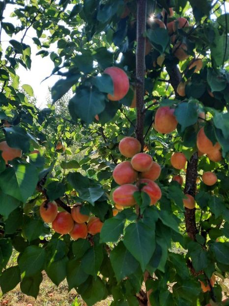 Poza 22 Diosig BH 10.08.2022 - 10-08-2022 Diosig BH livada