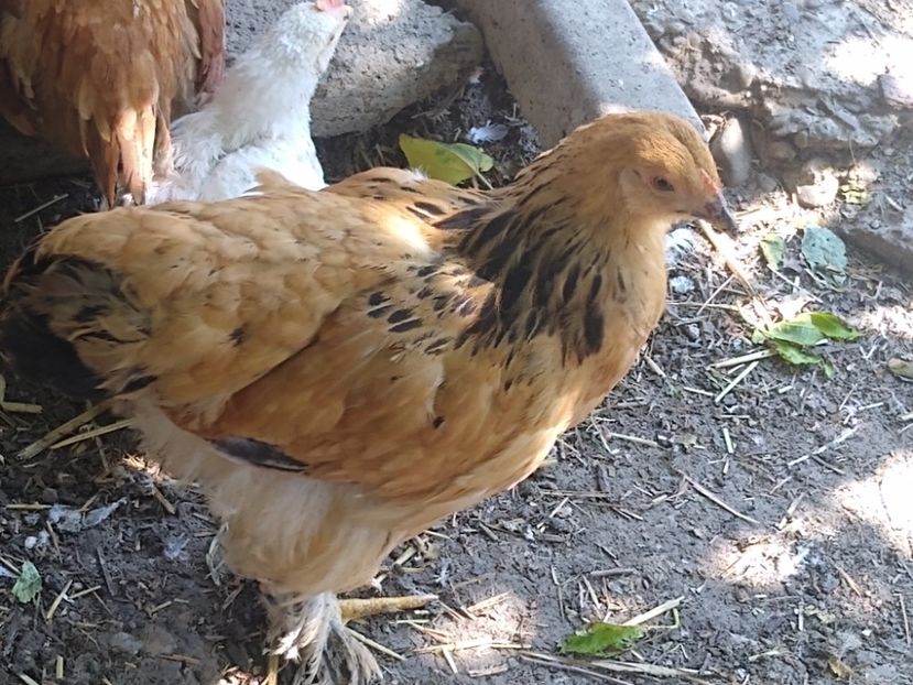  - Brahma