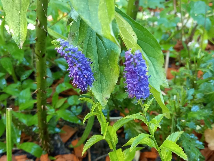 Veronica longifolia "First Glory" - Grădina 2022 continuare 3
