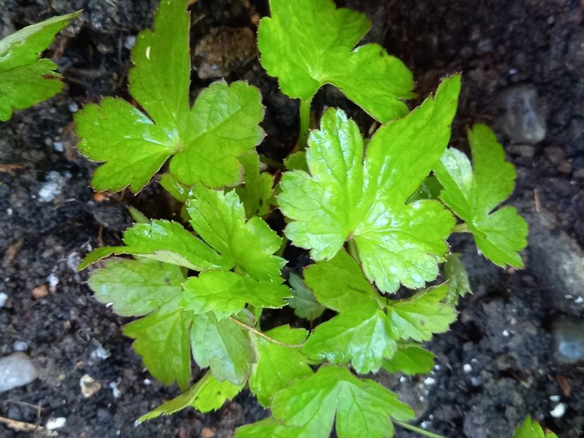 Anemona hupehensis - Grădina 2022 continuare 3