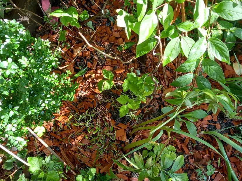 Anemona Queen Charlotte și Veronica peduncularis Georgia Blue - Grădina 2022 continuare 3