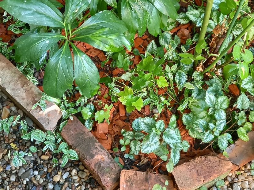 Anemona Whirlwind - Grădina 2022 continuare 3