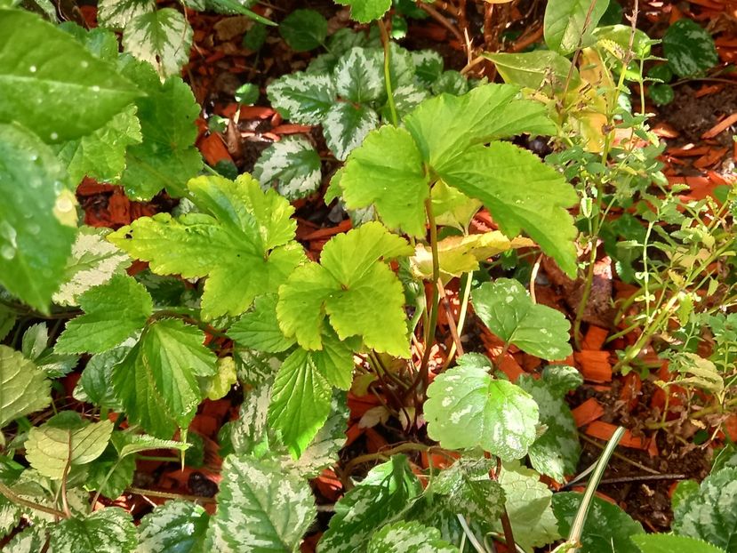 Anemona Honorine Jobert - Grădina 2022 continuare 3