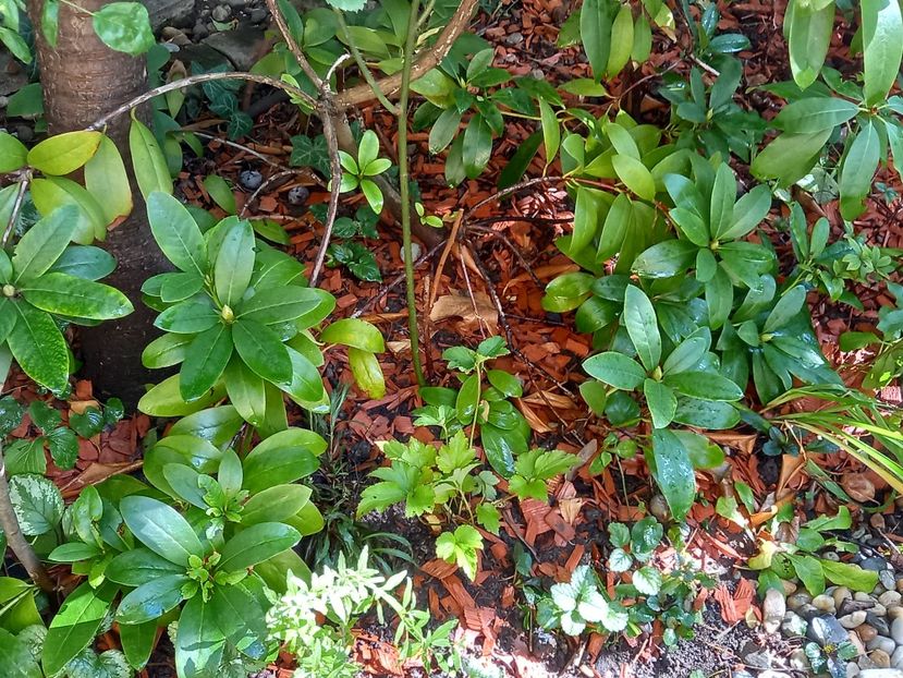 Anemona Andrea Atkinson - Grădina 2022 continuare 3