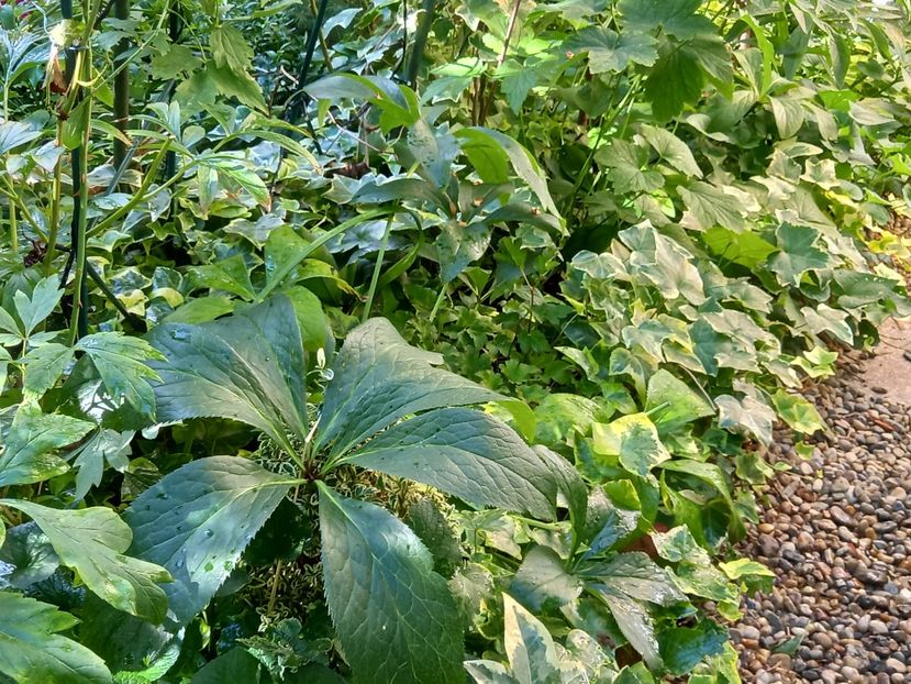 Anemona September Charm - Grădina 2022 continuare 3