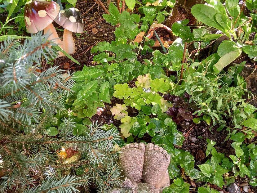  - Grădina 2022 continuare 3