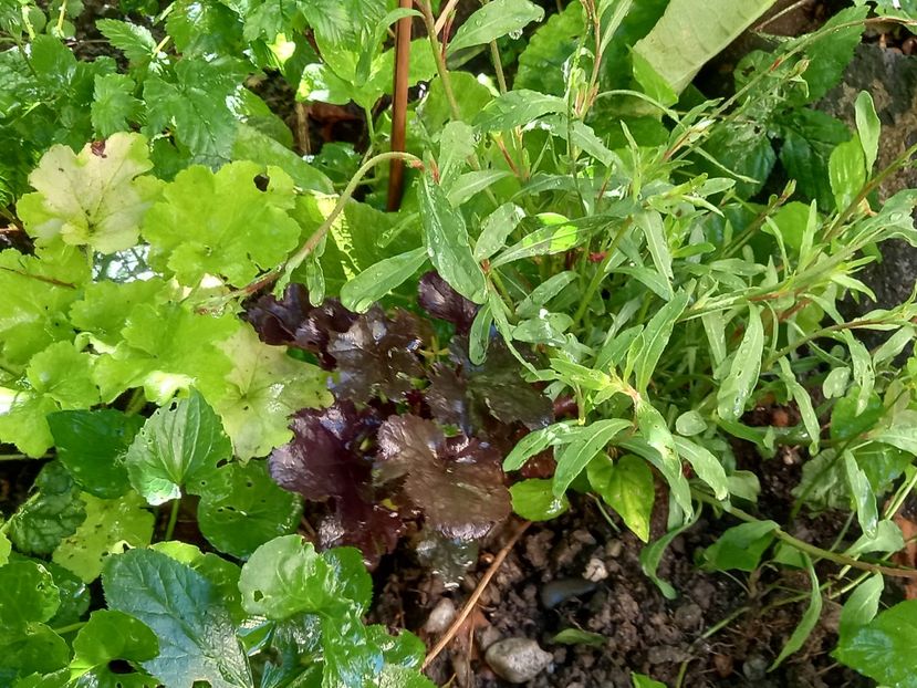 Gaura lindheimeri Whirling Butterflies - Grădina 2022 continuare 3