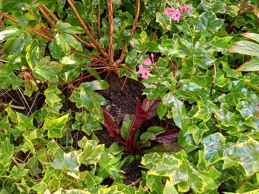 Penstemon digitalis Husker Red - Grădina 2022 continuare 3