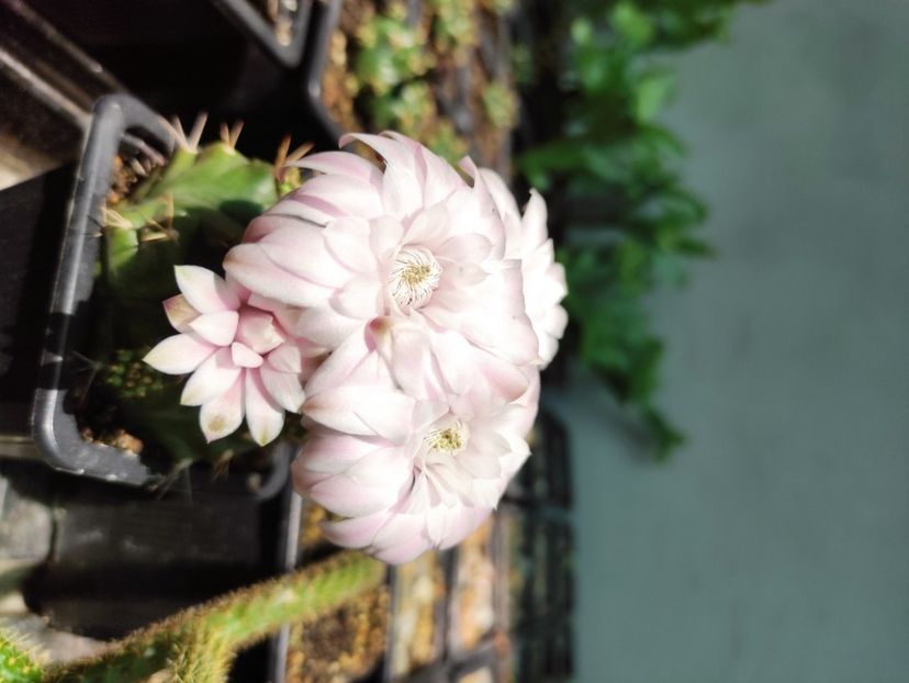  - Cactusi si suculente