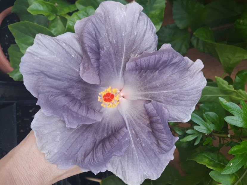  - Hibi Moorea Mangy Blue