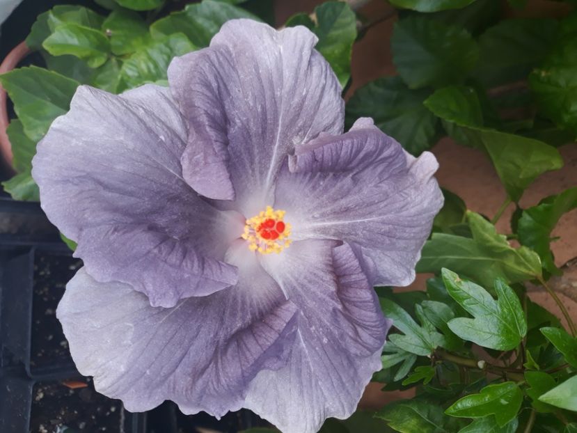  - Hibi Moorea Mangy Blue