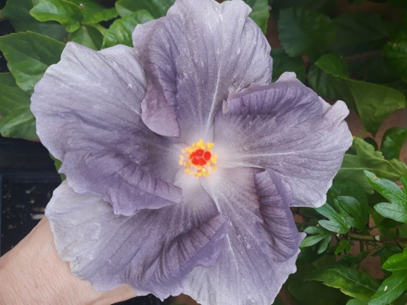  - Hibi Moorea Mangy Blue