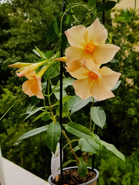  - x Alte plante cu flori