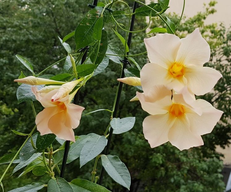  - x Alte plante cu flori