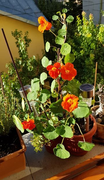  - x Alte plante cu flori