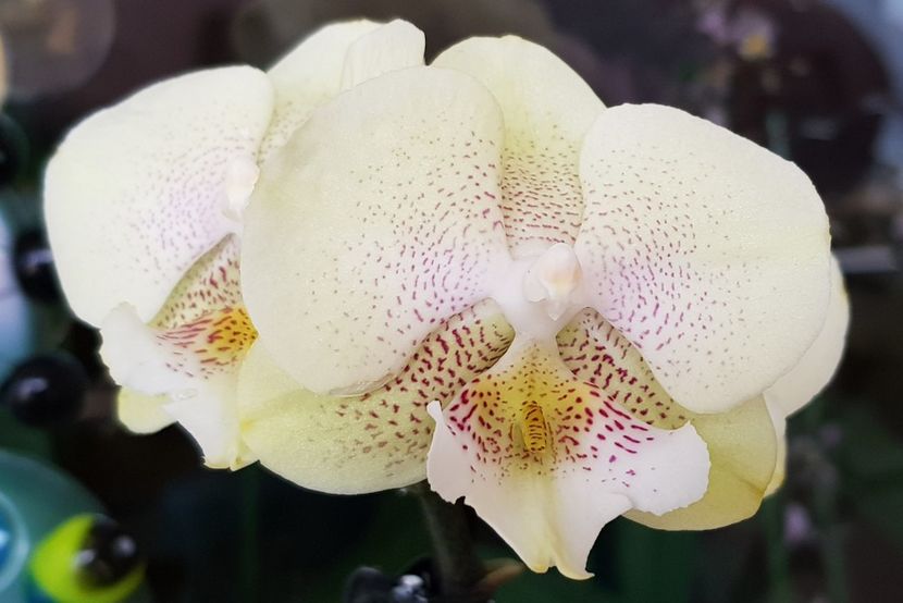  - Phalaenopsis 2