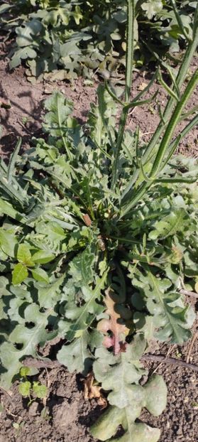  - Limonium 2022
