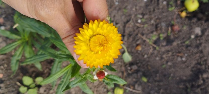  - Limonium 2022