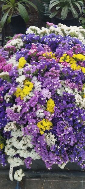  - Limonium 2022