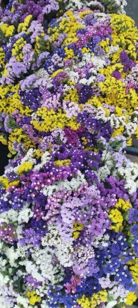  - Limonium 2022