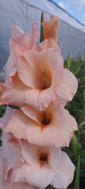  - Gladiole 2022