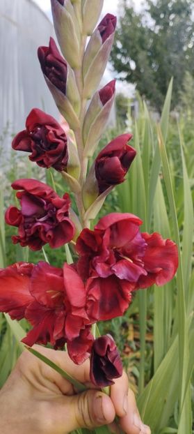  - Gladiole 2022