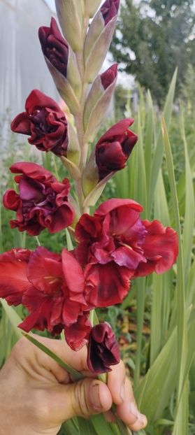  - Gladiole 2022