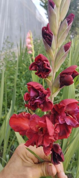  - Gladiole 2022