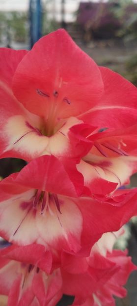  - Gladiole 2022
