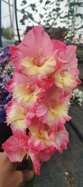 - Gladiole 2022
