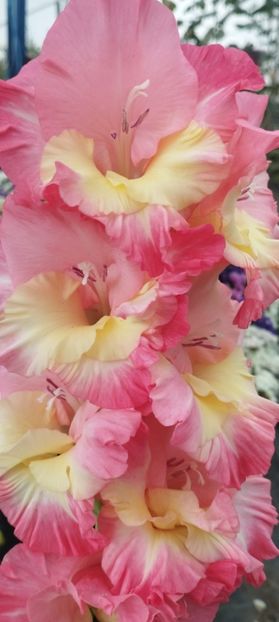  - Gladiole 2022