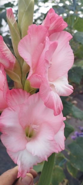  - Gladiole 2022