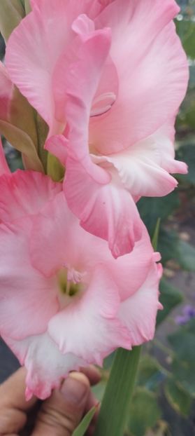  - Gladiole 2022