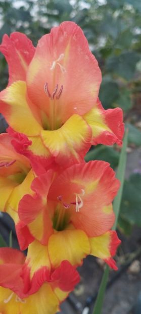  - Gladiole 2022