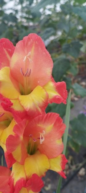  - Gladiole 2022