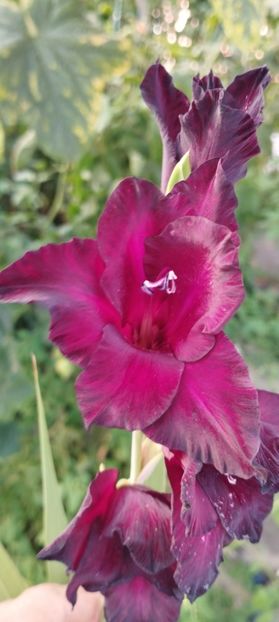  - Gladiole 2022
