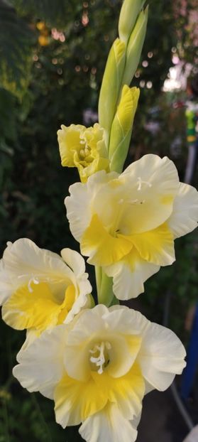  - Gladiole 2022