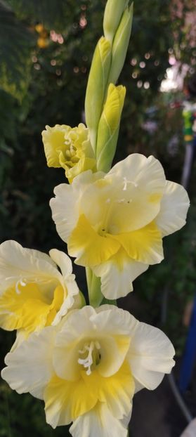  - Gladiole 2022