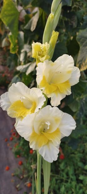  - Gladiole 2022