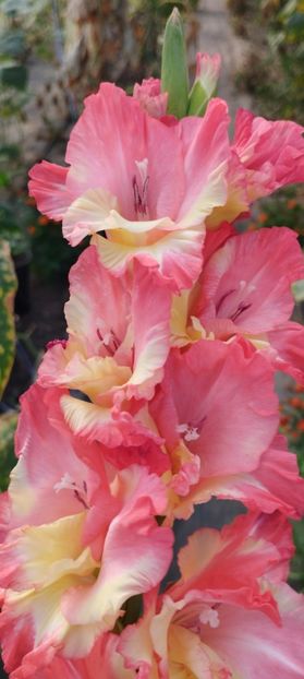  - Gladiole 2022