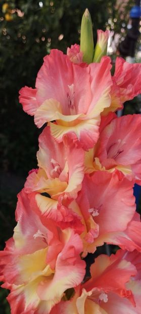 - Gladiole 2022