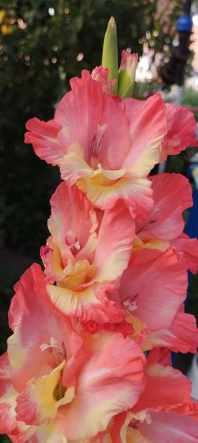  - Gladiole 2022
