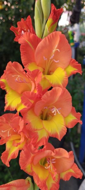  - Gladiole 2022