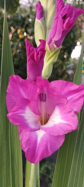  - Gladiole 2022
