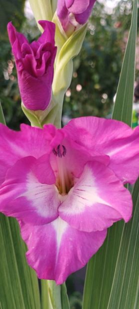 - Gladiole 2022
