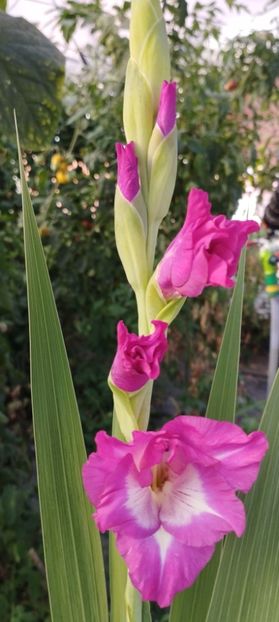  - Gladiole 2022