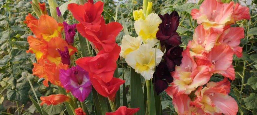  - Gladiole 2022