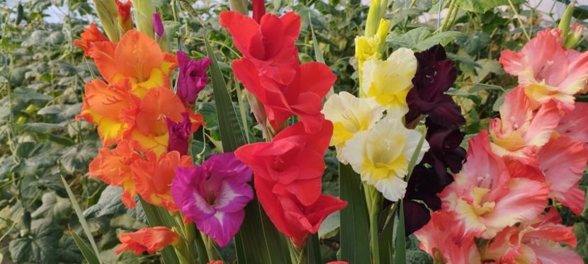  - Gladiole 2022