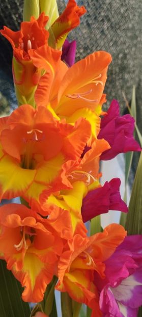  - Gladiole 2022