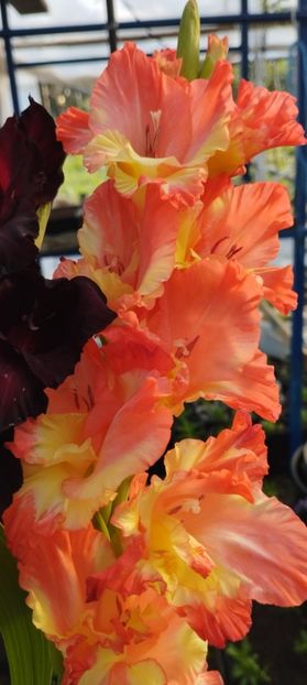  - Gladiole 2022